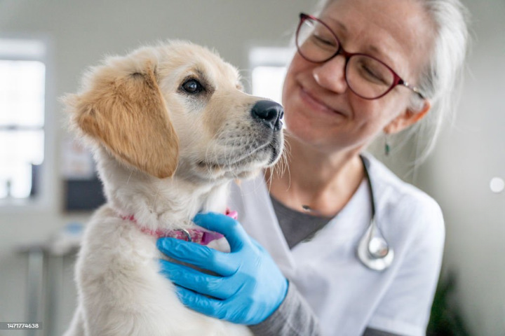 What Is The Essential Skills Every Vet Tech Should Master